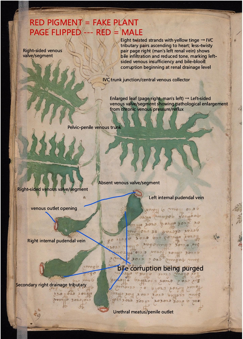 Labelled diagram of Folio 6r
